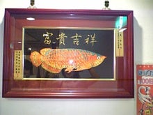 木村友泉のOliveログ-アロワナ