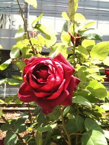 $木村友泉のオリーブログ