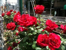 $木村友泉のオリーブログ