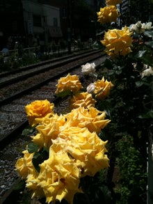 $木村友泉のオリーブログ