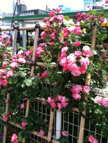 $木村友泉のオリーブログ-ピンクの薔薇
