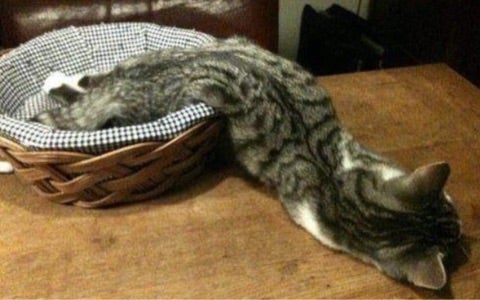 {D6CCB041-54AB-44FF-A55A-096610262052}